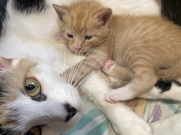 female calico free – New York