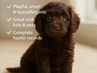 Cockapoo – Cockapoo baby girl - meet Coco – Deerfield Beach