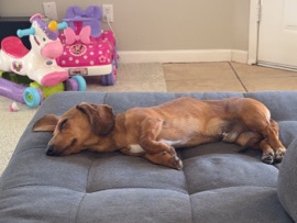 Dachshund - 7 Month Old Male Dachshund  available for adoption in Albuquerque