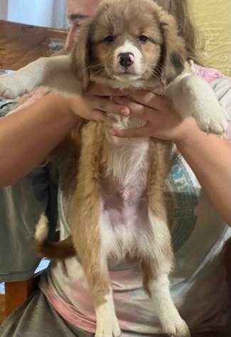 Miniature Australian Shepherd – 2 boy pups