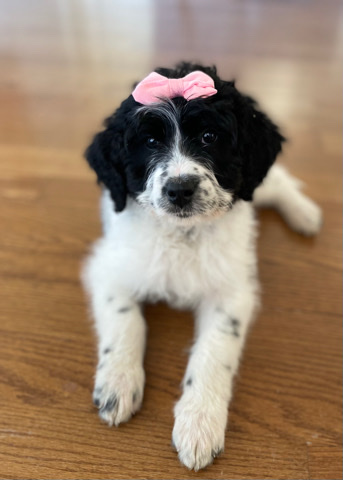 Poodle – St. Berdoodle