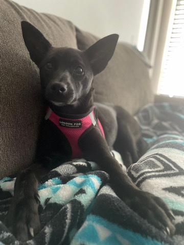 Patterdale Terrier – Princess