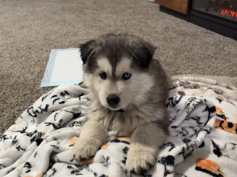 Siberian Husky – selling Serbian  husky – Aurora