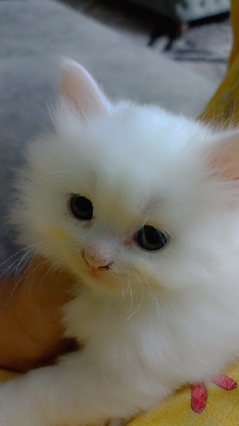Persian (Modern) – Persian kitten