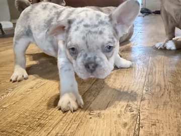 French Bulldog – French bulldog – Warner Robins