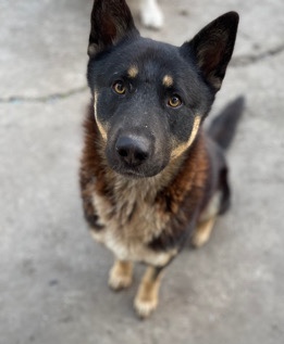 German Shepherd – German Shepard husky mix