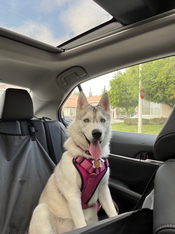 Siberian Husky – Siberian Husky for sale