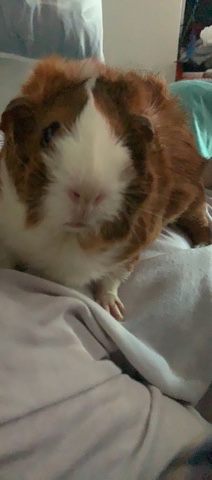 Bonded Female Pair Rehome