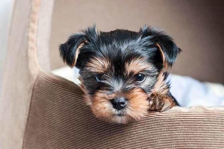 Yorkshire Terrier – Yorkie puppy 13 weeks