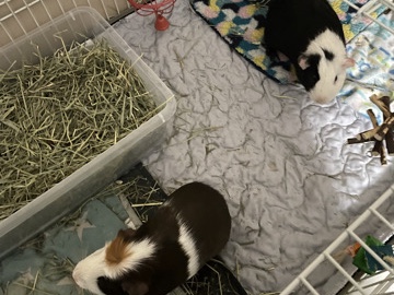 2 Male Guinea Pigs