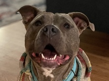 American Pit Bull Terrier – Buddha – Lompoc