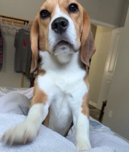 Beagle – 1yr old female beagle
