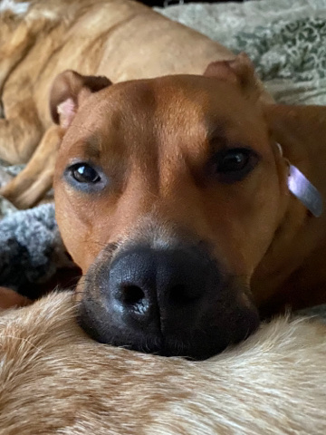 Rhodesian Ridgeback – Rudy