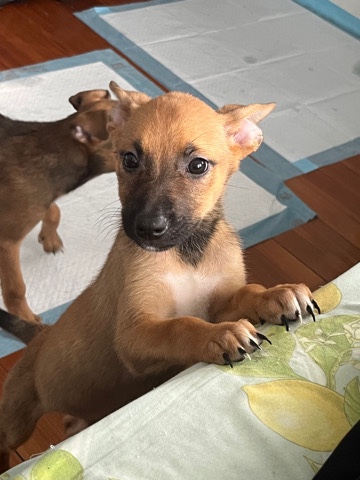 Belgian Shepherd Dog (Malinois) – belgian malinois puppy