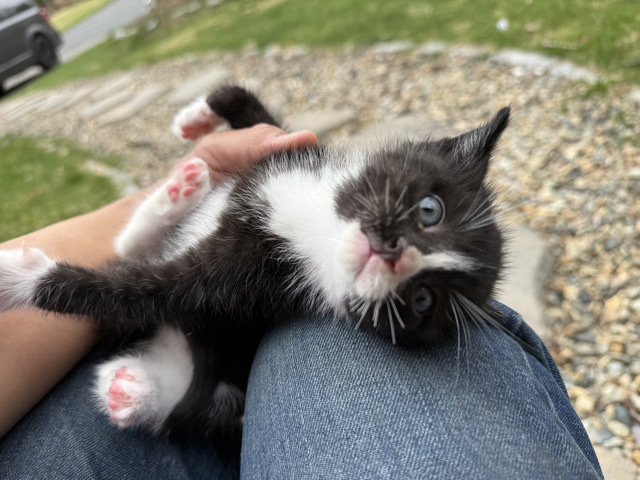 Munchkin – munchkin KITTEN very HEALTHY super sweet playful – Needham Heights