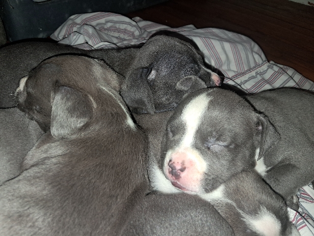 American Pit Bull Terrier – XL American Bully and Blue Nose Gators mixed – Indianapolis