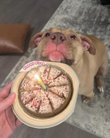 American Pit Bull Terrier – ClaireBear Needs A Yard ❤️