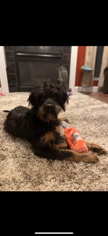 Australian Shepherd – rehoming my puppy