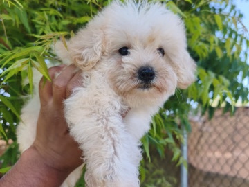 Maltipoo – toy Maltipoo male – Dubai