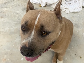 American Bulldog – need to urgently rehome – West Sacramento