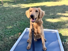 Golden Retriever – Friendly 1-Year-Old Mini Golden Retriever for Sale in Goshen – Goshen