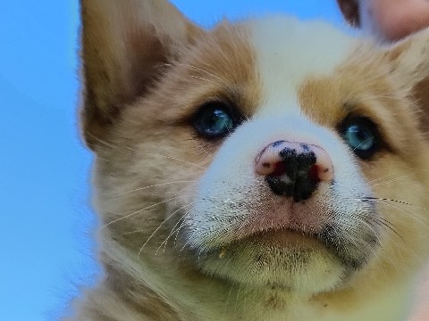 Corgi puppies 