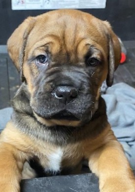 Cane Corso – two female Cane Corso puppies