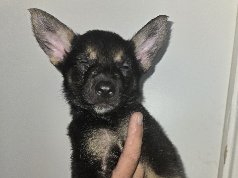 German Shepherd – German shepherd puppies – Cleveland