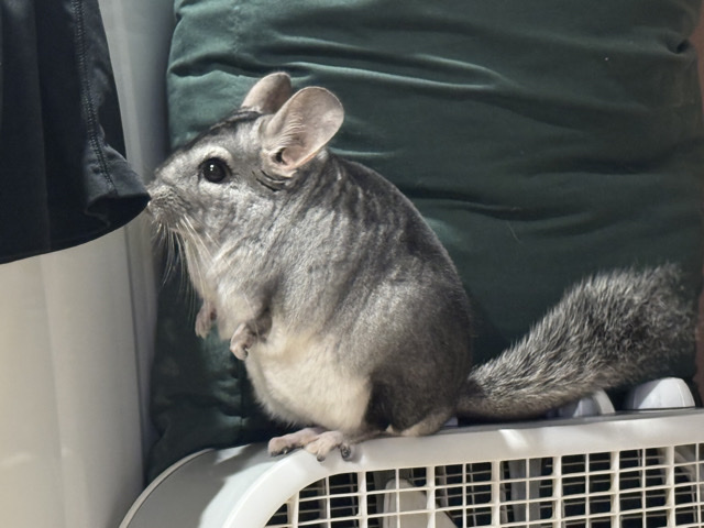 Chinchilla for sale