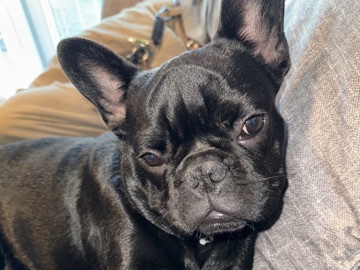 French Bulldog - rehoming  available for adoption in Medford