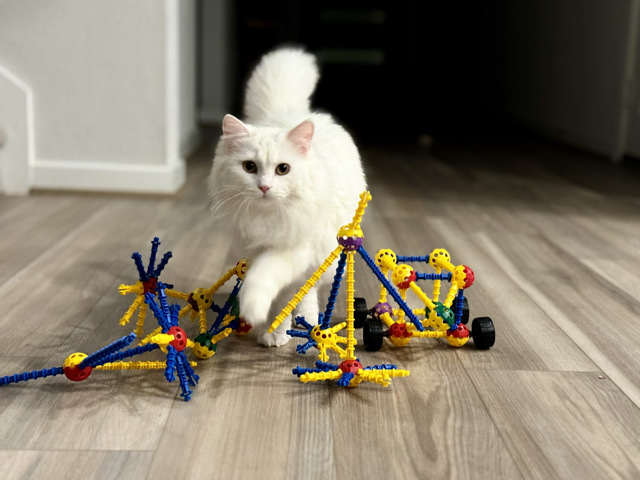 Pure White Pedigree Cat
