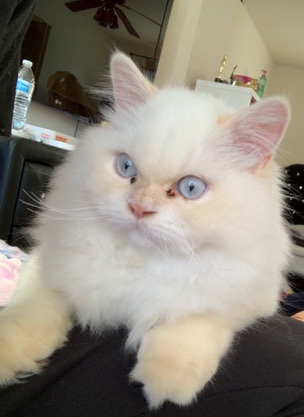 Persian (Traditional) – Sweet and Loving Persian Kitten for Sale