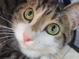 looking for new home for my cat, Cricket