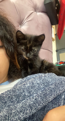kitten