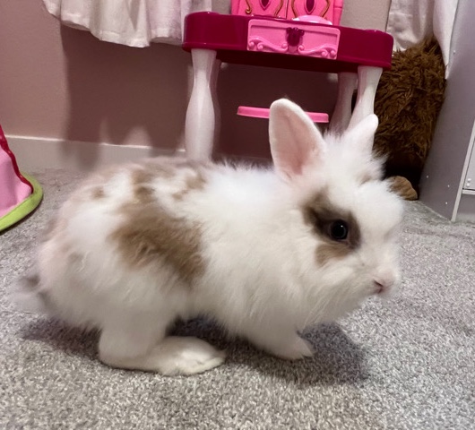 Mini Rex – Free Adorable Mini Rex Rabbit
