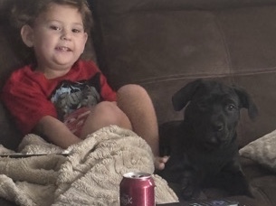 Cane Corso – Cane Corso puppy Rescue – Aloha