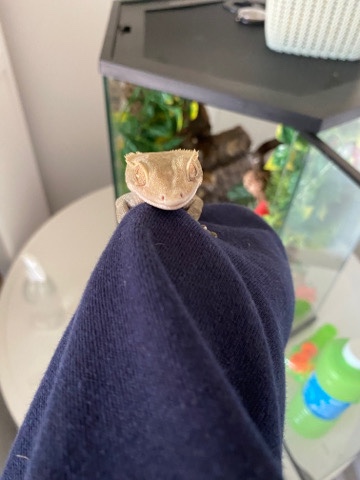 Any – Walter Crested Gecko