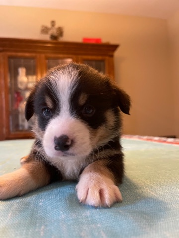 Pembroke Welsh Corgi β Pembroke Welsh Corgi puppies