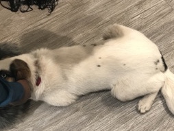 Siberian Husky – recuse dog – Capitol Heights