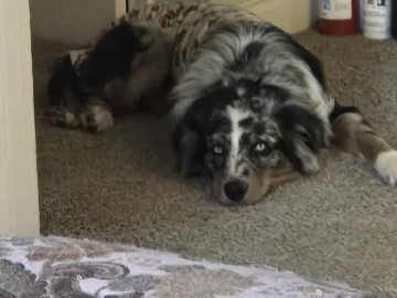 Australian Shepherd – Rehoming for Ocean Bear – North Charleston