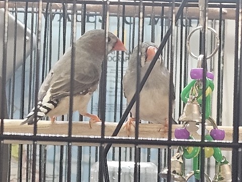 3 Baby Zebra Finches 