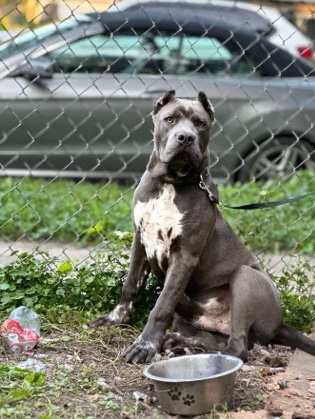 American Bulldog – minneapolis minessota american bully