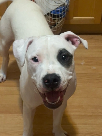 American Staffordshire Terrier – Sweet Pit Needs a new Home