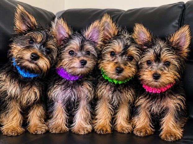 Yorkshire Terrier – 13 Week and 4 days old yorkies for sale in the bronx – Bronx County