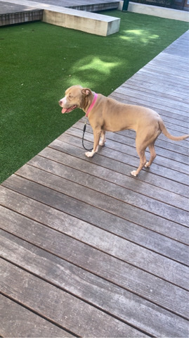American Pit Bull Terrier – red Nose pit