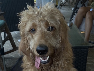 Golden Doodle