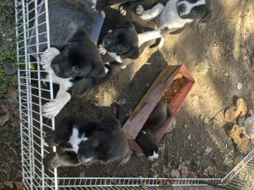 American Staffordshire Terrier – American Staffordshire Terrie 5 Puppy 3 boys 2 girls  – 14 Weeks Old – Robertsville