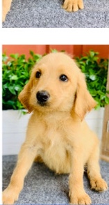Labrador Retriever – puppy for sell
