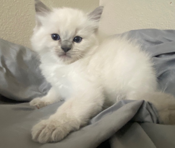 Ragdoll β TICA Ragdoll kittens π