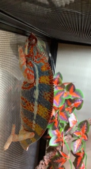 Any – need new home Panther Chamaeleon PENSACOLA FL